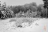 Forêt sous la neige