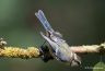 Mésange bleue