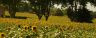 Tournesols en provence