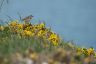 Pipit farlouse