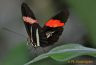 Papillon (5).jpg