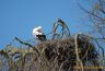 Cigogne blanche sur son nid