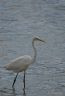 Grande aigrette