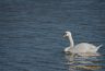 Cygne tuberculé