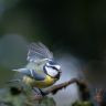 Mésange bleue