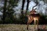 Antilope