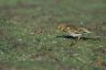 Pipit farlouse